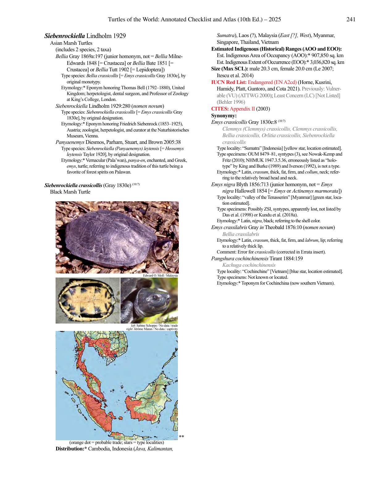 Black Marsh Turtle plate reference